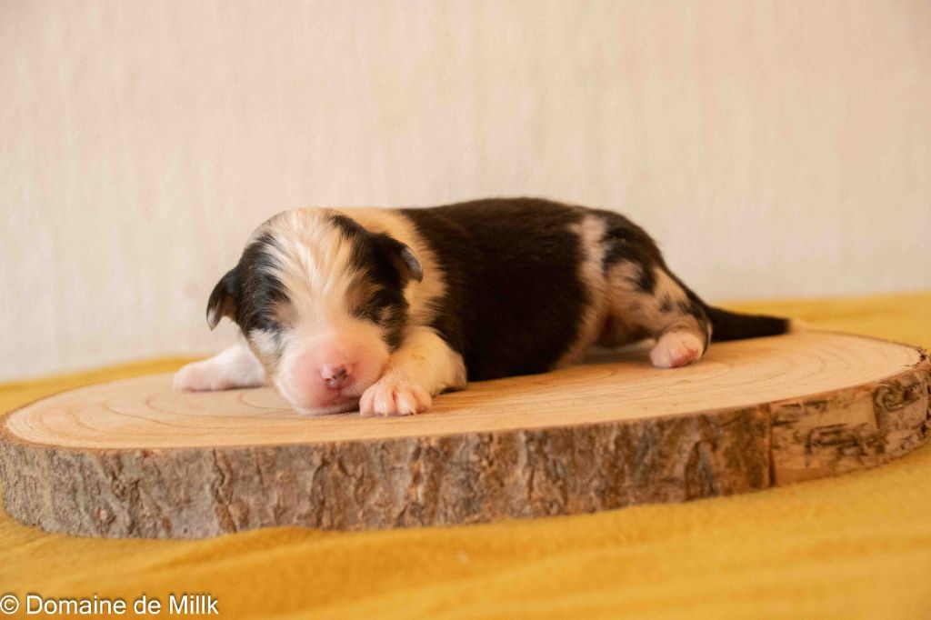 du Domaine de Milk - Chiots disponibles - Berger Américain Miniature 