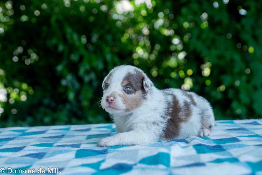 du Domaine de Milk - Chiots disponibles - Berger Américain Miniature 