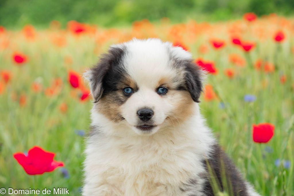 du Domaine de Milk - Berger Américain Miniature  - Portée née le 03/04/2024