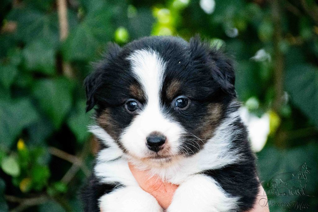 du Domaine de Milk - Berger Américain Miniature  - Portée née le 14/09/2025