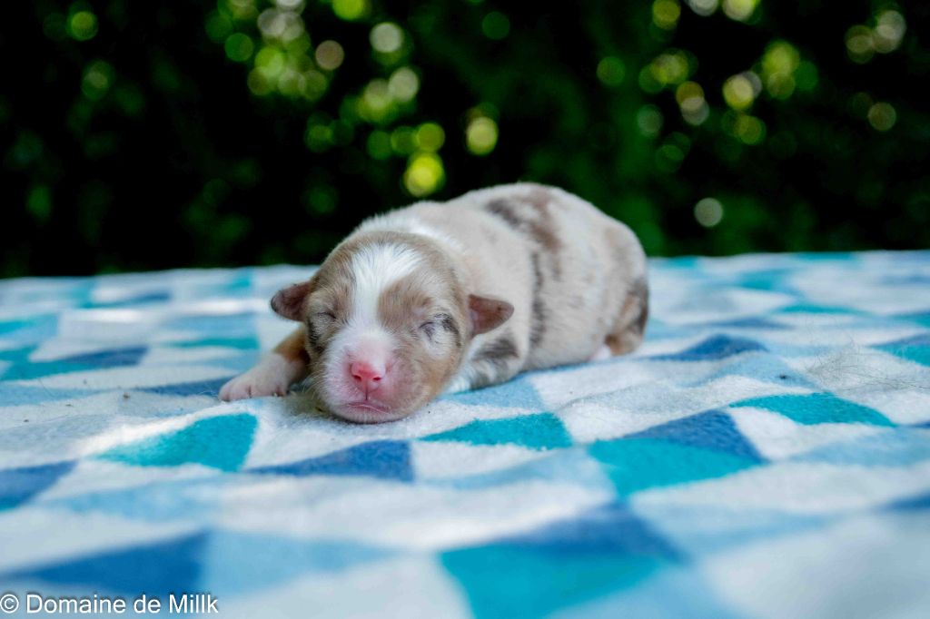 du Domaine de Milk - Chiots disponibles - Berger Américain Miniature 