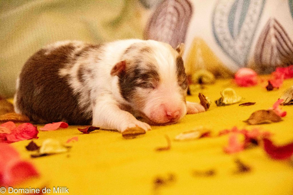 du Domaine de Milk - Chiots disponibles - Berger Américain Miniature 