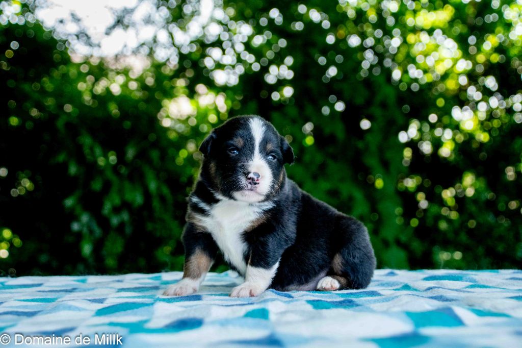 du Domaine de Milk - Chiots disponibles - Berger Américain Miniature 