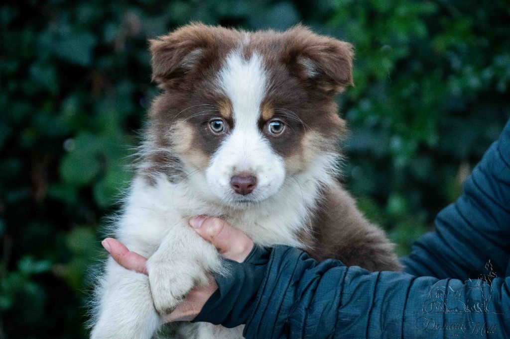 du Domaine de Milk - Chiots disponibles - Berger Américain Miniature 