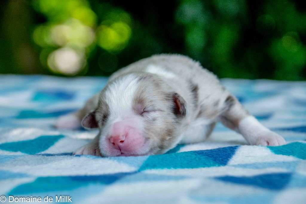 du Domaine de Milk - Chiots disponibles - Berger Américain Miniature 