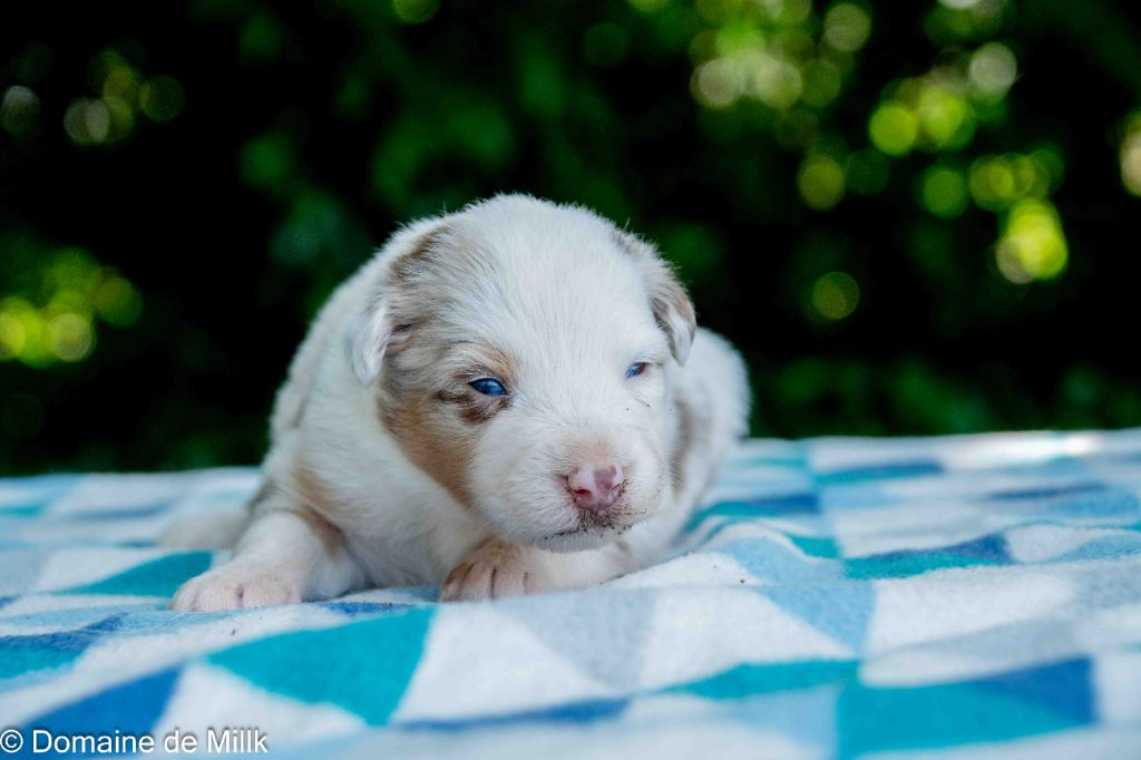 du Domaine de Milk - Chiots disponibles - Berger Américain Miniature 