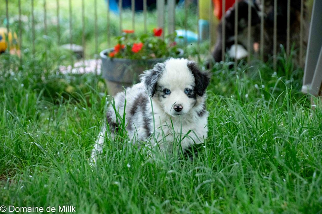 du Domaine de Milk - Chiots disponibles - Berger Américain Miniature 