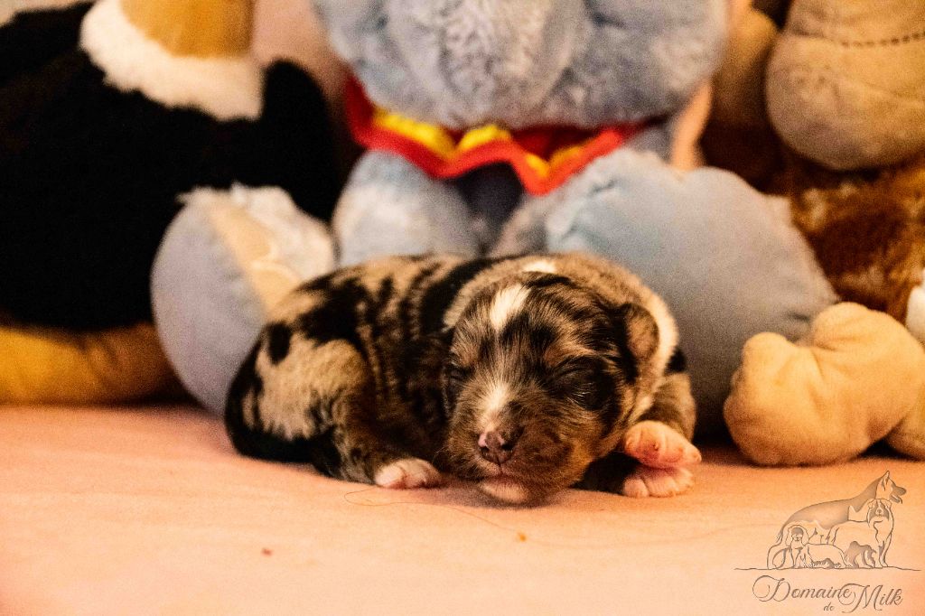 du Domaine de Milk - Chiots disponibles - Berger Américain Miniature 