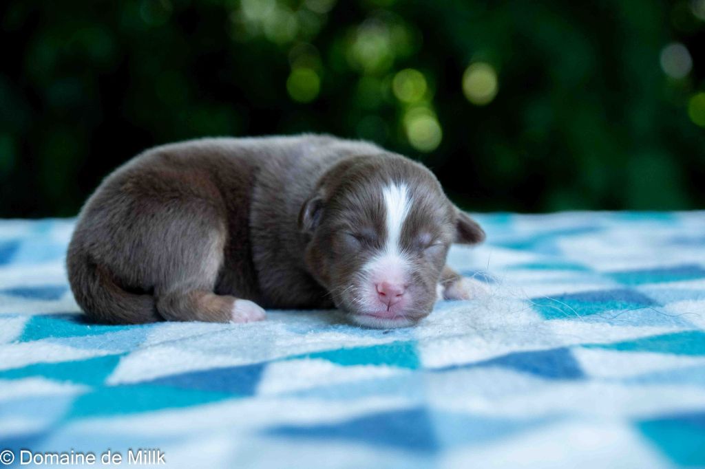 du Domaine de Milk - Chiots disponibles - Berger Américain Miniature 
