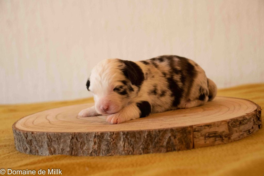 du Domaine de Milk - Chiots disponibles - Berger Américain Miniature 