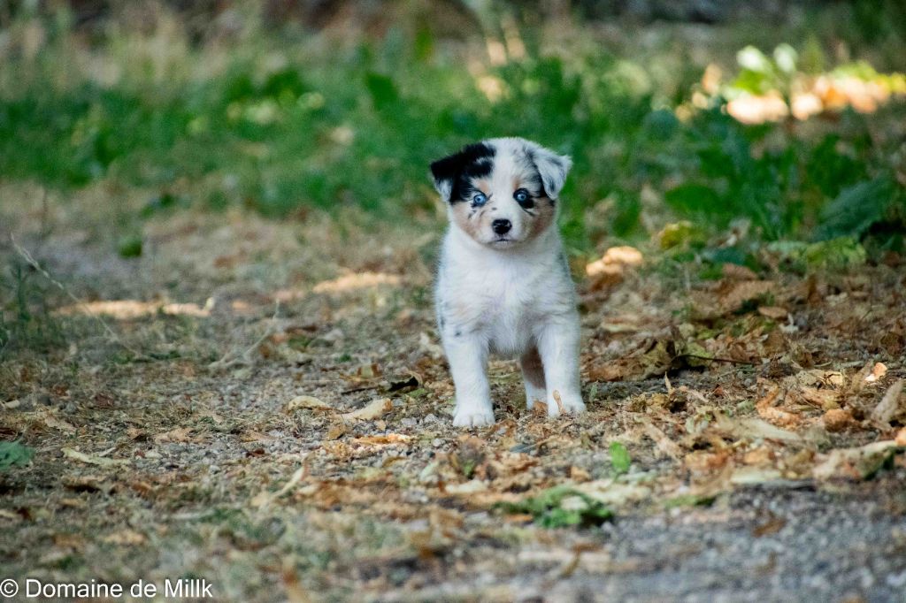 du Domaine de Milk - Chiots disponibles - Berger Américain Miniature 