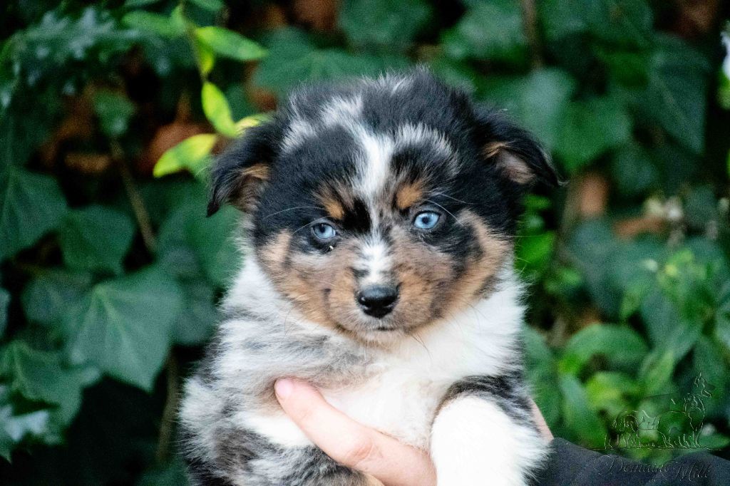 du Domaine de Milk - Chiots disponibles - Berger Américain Miniature 