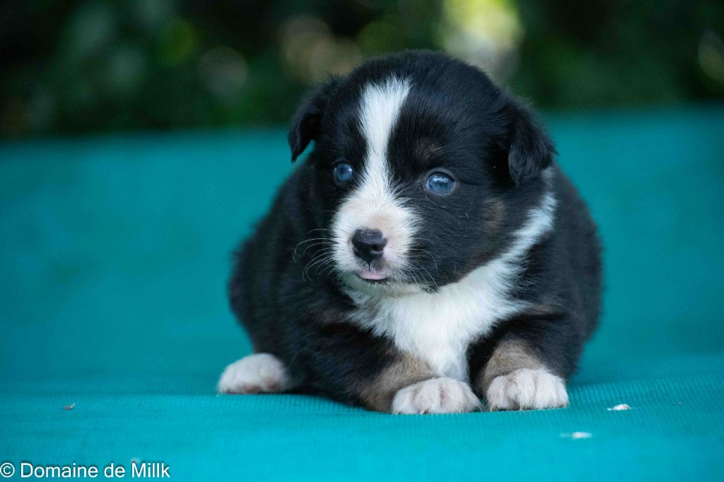 du Domaine de Milk - Chiots disponibles - Berger Américain Miniature 