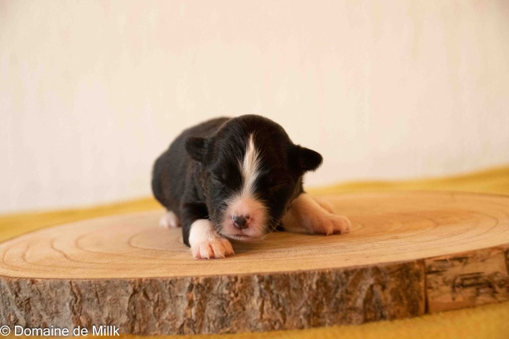 du Domaine de Milk - Chiots disponibles - Berger Américain Miniature 