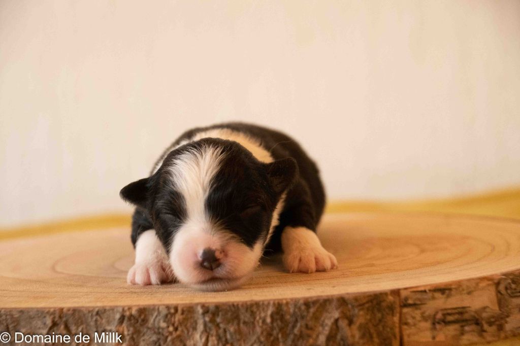 du Domaine de Milk - Chiots disponibles - Berger Américain Miniature 