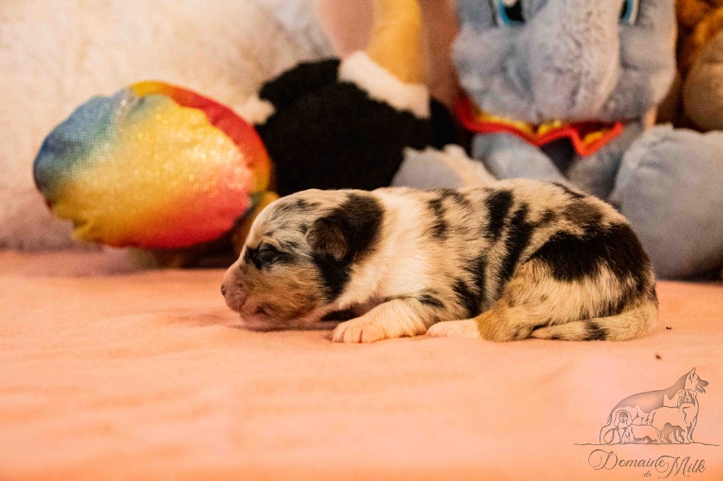 du Domaine de Milk - Chiots disponibles - Berger Américain Miniature 