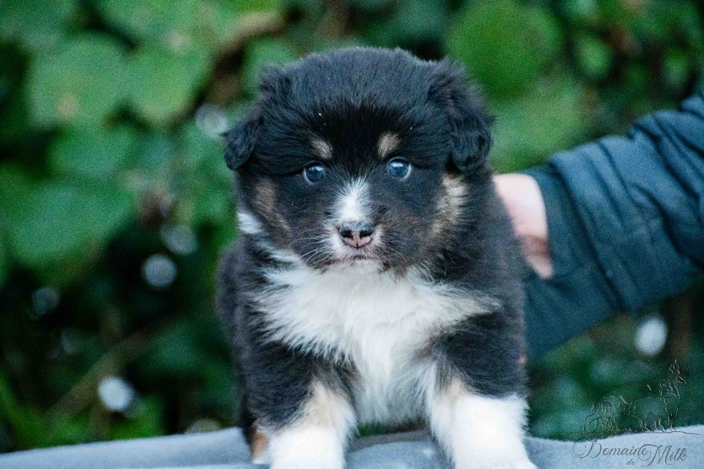 du Domaine de Milk - Chiots disponibles - Berger Américain Miniature 
