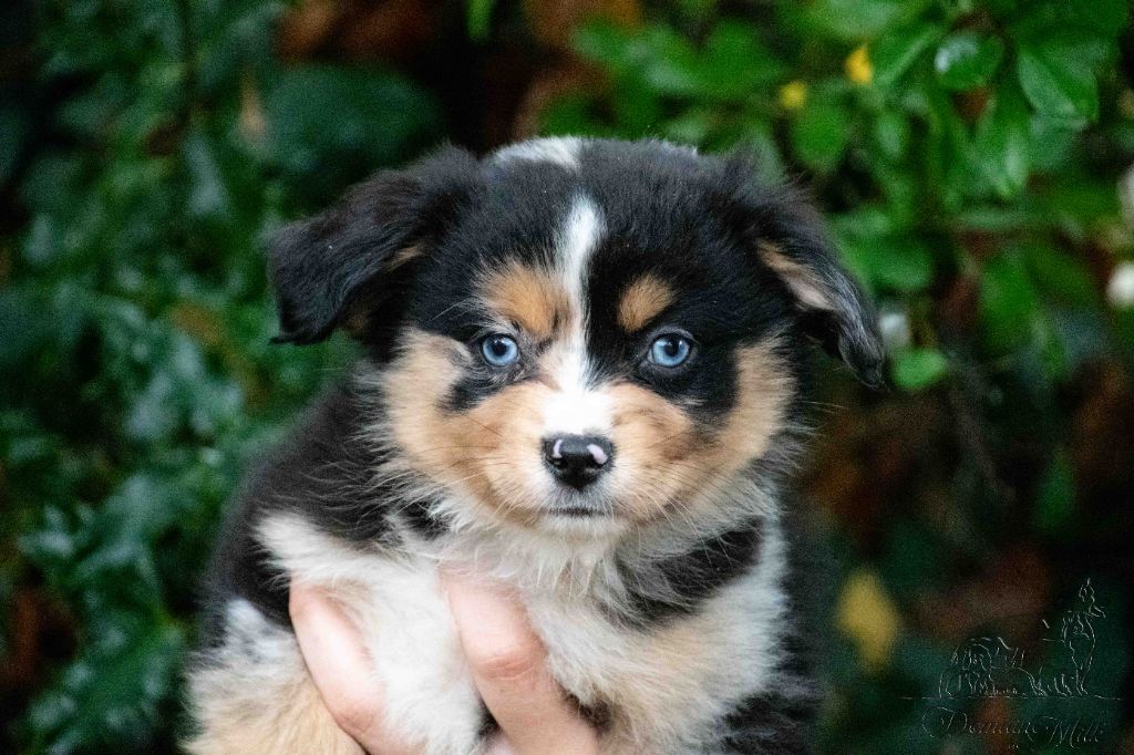 du Domaine de Milk - Chiots disponibles - Berger Américain Miniature 