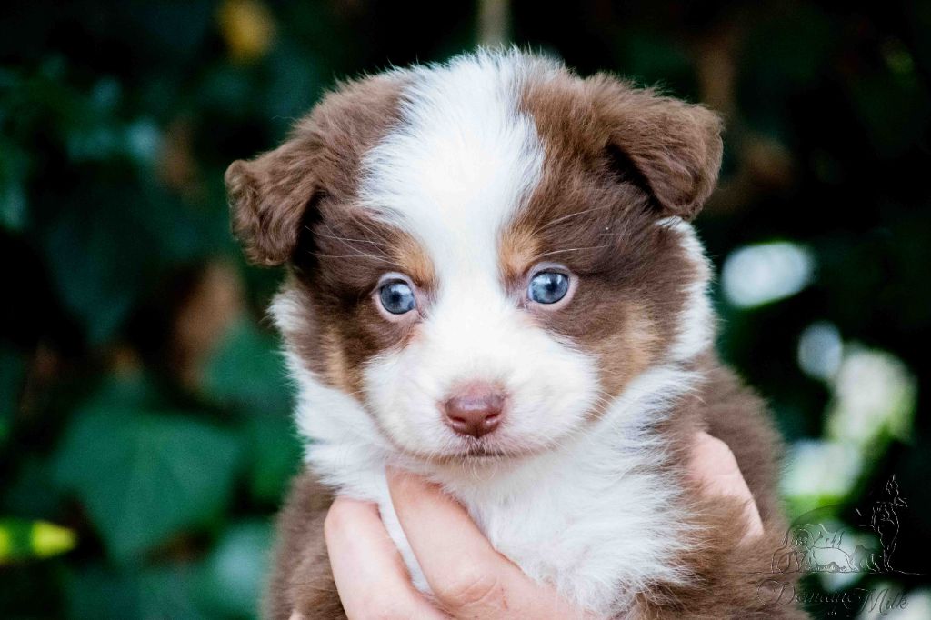 du Domaine de Milk - Chiots disponibles - Berger Américain Miniature 