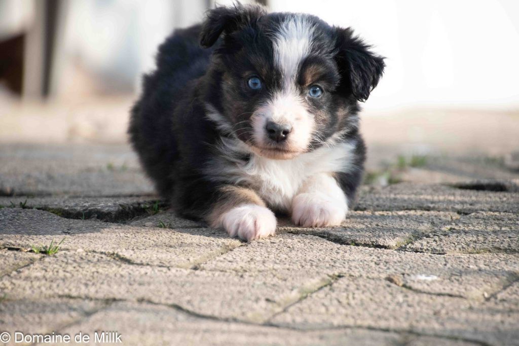 du Domaine de Milk - Berger Américain Miniature  - Portée née le 30/11/2024