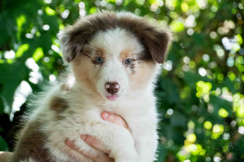 du Domaine de Milk - Chiots disponibles - Berger Américain Miniature 