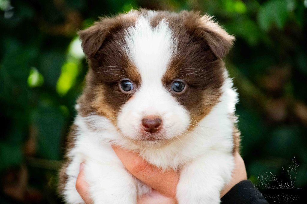 du Domaine de Milk - Chiots disponibles - Berger Américain Miniature 