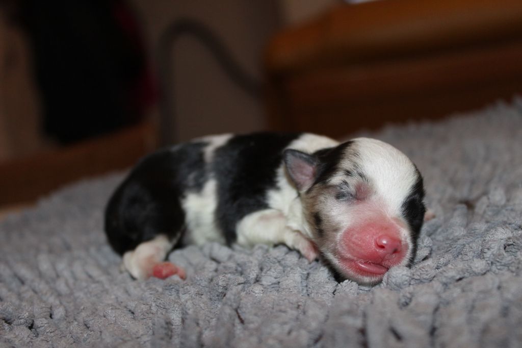 du Domaine de Milk - Berger Américain Miniature  - Portée née le 02/06/2020