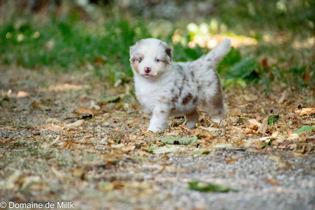 du Domaine de Milk - Chiots disponibles - Berger Américain Miniature 