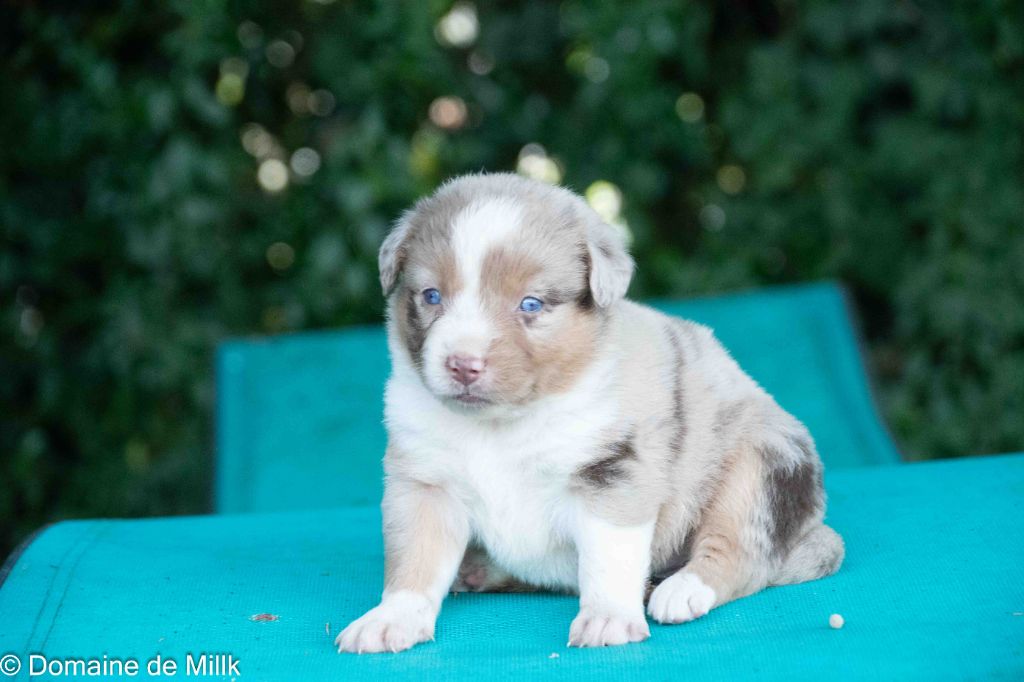 du Domaine de Milk - Chiots disponibles - Berger Américain Miniature 