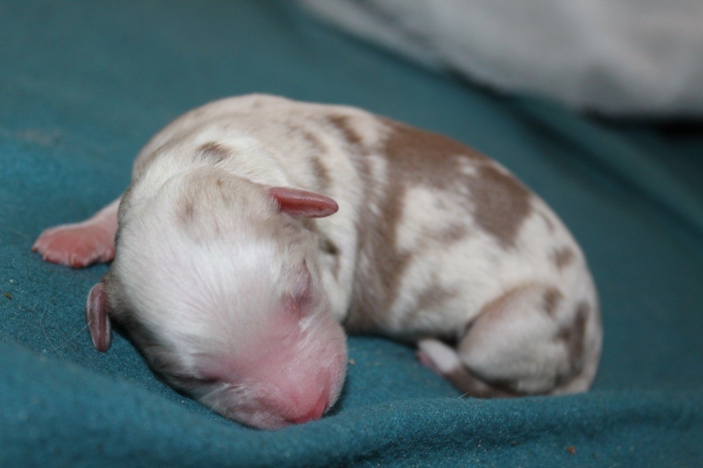 du Domaine de Milk - Berger Américain Miniature  - Portée née le 16/03/2021