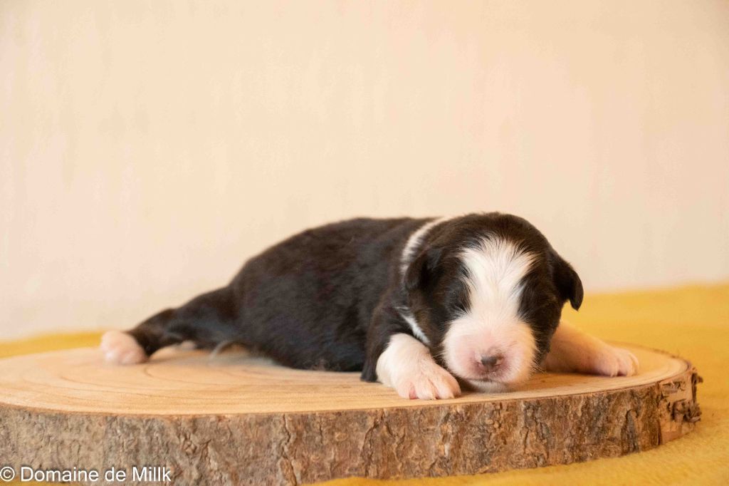 du Domaine de Milk - Chiots disponibles - Berger Américain Miniature 